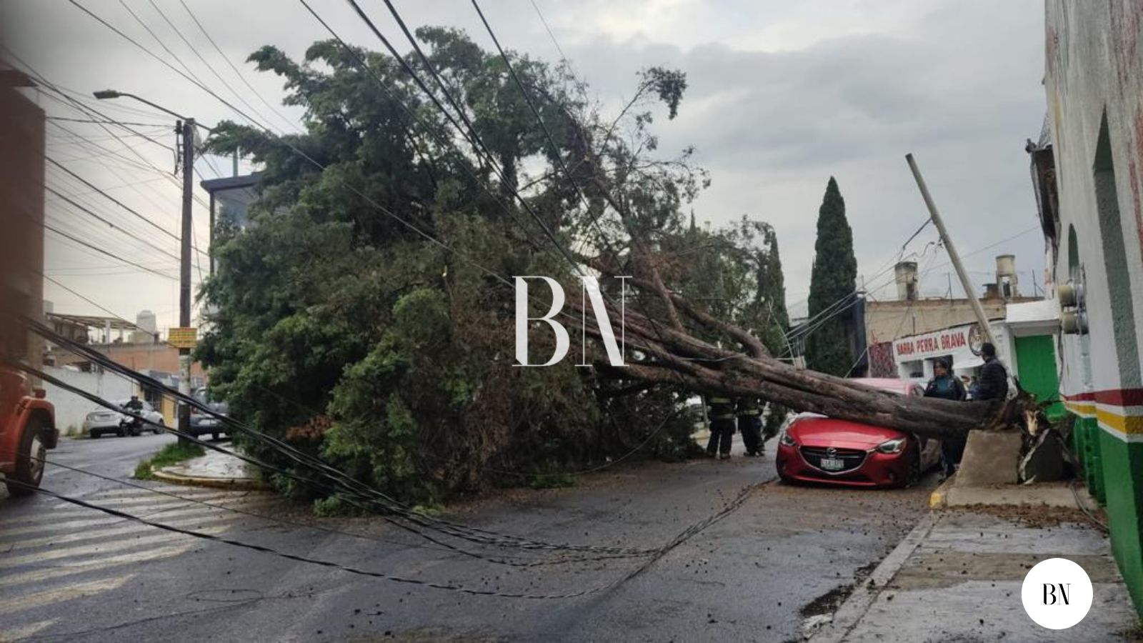 Las lluvias  provocaron la caída de un árbol en la colonia San Bernardino