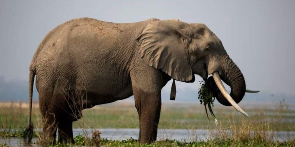 En África: Zimbabue sacrificará 200 elefantes para alimentar a su población